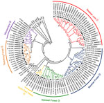 Thumbnail of Neighbor-joining phylogenetic tree (TN93 evolutionary model) of Puumala virus (PUUV) strains constructed on the basis of partial sequences of the small segment (504-nt sequence, nt positions 392–894). Bootstrap values &gt;70%, calculated from 10,000 replicates, are shown at the tree branches. Analysis was performed by using MEGA5 software (www.megasoftware.net). PUUV-like sequences from Japan (JPN) were used as outgroup. Numbers from 04 to 11 in front of the sample names indicate th