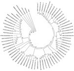 Thumbnail of Phylogenetic tree based on viral protein 1 gene nucleotide sequences of strains representing each of the 66 enterovirus serotypes detected in children with acute febrile paralysis, India, 2007–2009. The phylogenetic tree was constructed by using the maximum-parsimony method and with search level 1 close-neighbor-interchange algorithm. The percentage of replicate trees in which the associated types clustered together in the bootstrap test (500 replicates) is shown next to the branche