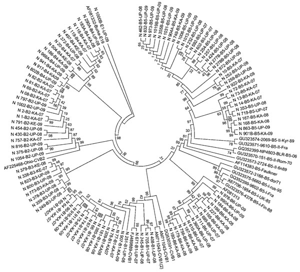 Phylogenetic tree of viral protein 1 sequences of coxsackievirus B1–B6 isolates generated in comparison with those of strains belonging to different genotypes of B1, B2, B3, B4, B5, and B6 serotypes, India, 2007–2009. Multiple sequence alignments were performed by using ClustalW program (www.genome.jp/tools/clustalw/) and phylogenetic analysis by MEGA5 program (12) with pairwise comparison and maximum composite likelihood nucleotide substitution model. Phylogenetic trees were constructed by UPGM