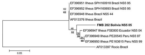 Phylogenetic analysis of the nonstructural protein 5 (NS5) gene region of 7 Ilheus virus isolates and a 189-bp nt sequence (FMB 202 Bolivia). Alignments were analyzed by using the neighbor-joining method with the Kimura 2-parameter algorithm in MEGA5 (www.megasoftware.net). Variation rate among sites was modeled with a gamma distribution (shape parameter = 1). Bootstrap confidence limits (from 1,000 replicates) are indicated at each node.  Values in boldface below branches were obtained by parsi