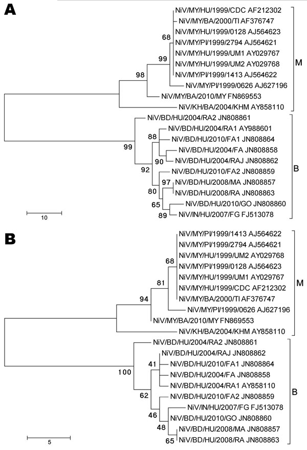 Phylogenetic analyses of sequences from the complete Nipah virus N ORF (A) and the 729-nt proposed N ORF genotyping window (B). Tree created with maximum parsimony, close-neighbor-interchange algorithm, 1,000 bootstrap replicates (16). Branch lengths are in units of number of changes over the whole sequence. Available GenBank accession numbers are shown for corresponding sequences. Proposed genotype groupings are indicated by brackets (M, B). ORF, open reading frame; MY, Malaysia; KH, Cambodia; 