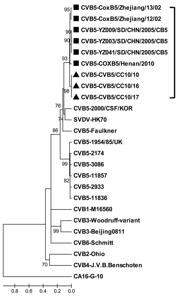 Phylogenetic analysis of selected human coxsackievirus B (CBV) strains from different origins based on the viral protein 1 gene sequences. The neighbor-joining tree was generated by using MEGA4 software (www.megasoftware.net), and the prototype strain of coxsackievirus A (CAV) 16 was used as outgroup. The Changchun strains isolated in this study are indicated by triangles and other Chinese CBV5 strains are indicated by squares. Scale bar indicates nucleotide substitutions per site.