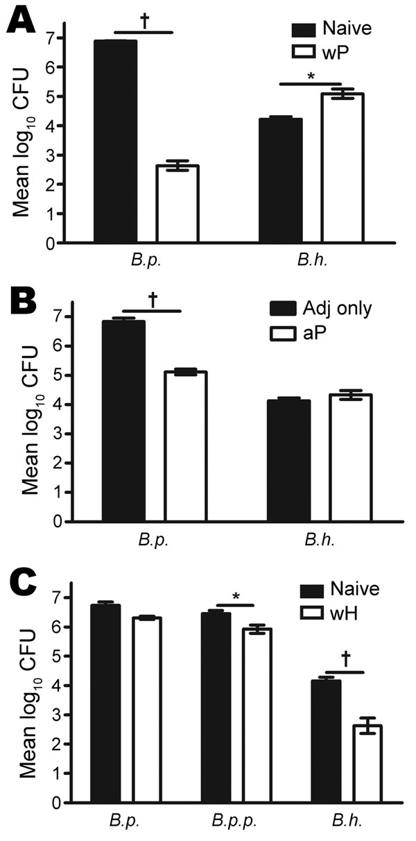 Results of testing of Bordatella pertussis and B. holmesii vaccines and protection against B. holmesii in mice. A) Mice vaccinated with whole-cell pertussis vaccine (wP) versus naive mice; B) mice vaccinated with aceullar pertussis vaccine (aP) versus adjuvant (adj) only vaccinated; C) mice vaccinated with whole-cell B. holmesii vaccine (wH) versus naive mice. All mice were challenged with B. pertussis (B.p.), B. parapertussis (B.p.p.) or B. holmesii (B.h.), and euthanized on day 3 postinoculati