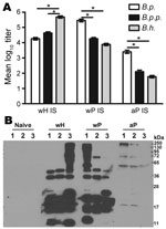 Thumbnail of Antibody responses to whole-cell pertussis vaccine (wP), aceullar pertussis vaccine (aP), and whole-cell Bordetella holmesii vaccine (wH). A) Specific Ig titers of serum antibodies for B. pertussis (B.p.), B. parapertussis (B.p.p.), or B. holmesii (B.h.) for wH-, wP- or aP- vaccinated mice. Error bars indicate SE. *p&lt;0.01. B) Western blots of B. pertussis, B. parapertussis, and B. holmesii lysates probed with naive serum or wH-, wP-, or aP-induced serum.