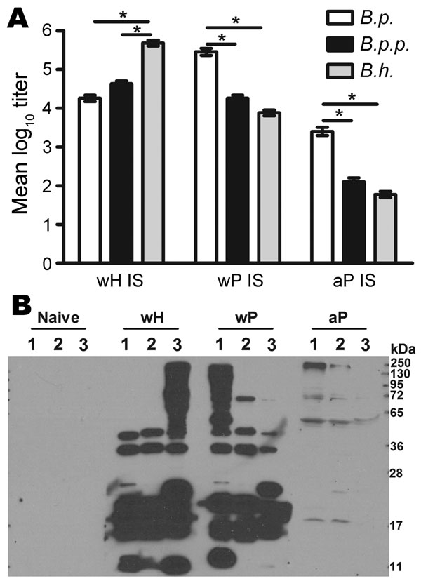Antibody responses to whole-cell pertussis vaccine (wP), aceullar pertussis vaccine (aP), and whole-cell Bordetella holmesii vaccine (wH). A) Specific Ig titers of serum antibodies for B. pertussis (B.p.), B. parapertussis (B.p.p.), or B. holmesii (B.h.) for wH-, wP- or aP- vaccinated mice. Error bars indicate SE. *p&lt;0.01. B) Western blots of B. pertussis, B. parapertussis, and B. holmesii lysates probed with naive serum or wH-, wP-, or aP-induced serum.