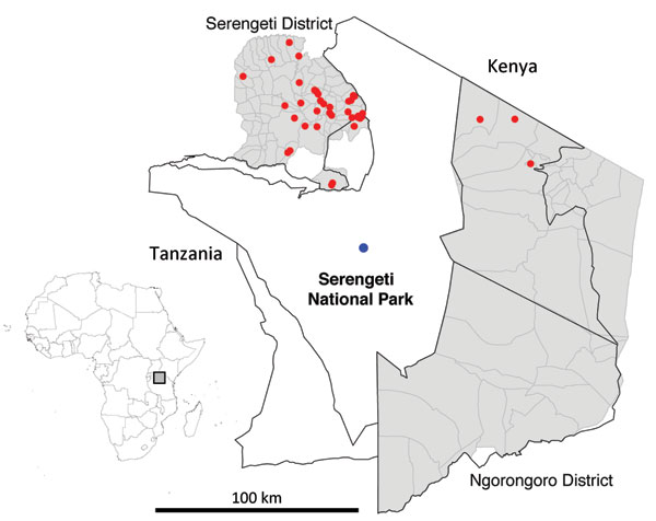 Serengeti National Park and surrounding districts (Serengeti and Ngorongoro). Blue dot indicates location of Ikoma lyssavirus–infected African civet within Ikoma Ward in northwest Tanzania. Red dots indicate cases of rabies confirmed during 2003–2011. Top left, map of Africa indicating study area in Tanzania (gray box).