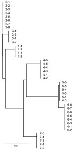 Thumbnail of Neighbor-joining tree of ribosomal intergenic spacer region DNA sequences of Mycoplasma ovipneumoniae PCR-amplified from bighorn sheep lung tissues, western United States, 2008–2010. Scale bar indicates nucleotide substitutions per site.