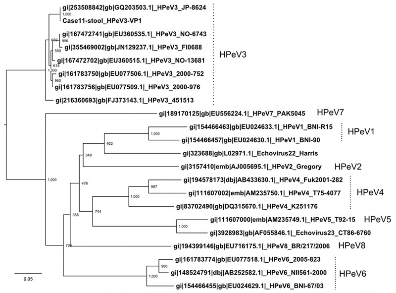 Phylogenetic tree of the viral protein 1 region sequence in the available human parechovirus (HPeV) genomes, including HPeV1–8. The tree was constructed by the neighbor-joining method with 1,000× bootstrapping. Scale bar indicates nucleotide substitutions per site.