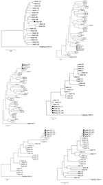 Thumbnail of Phylogenetic trees of a novel human adenovirus (HAdV-65), 3 strains (DC 11, DC 253, and DC 303), and other HAdV-D reference strains. Full genome sequences (except for the 3 strains) (A), loop 1 (B) and loop 2 (C) sequences of hexon gene, hypervariable loop 1 of penton base gene (D), Arg-Gly-Asp (RGD) loop of penton base gene (E), and fiber gene (F). Black dots indicate new strains isolated in this study. Scale bars indicate nucleotide substitutions per site. Adenoviruses HAdV-8 (DQ1