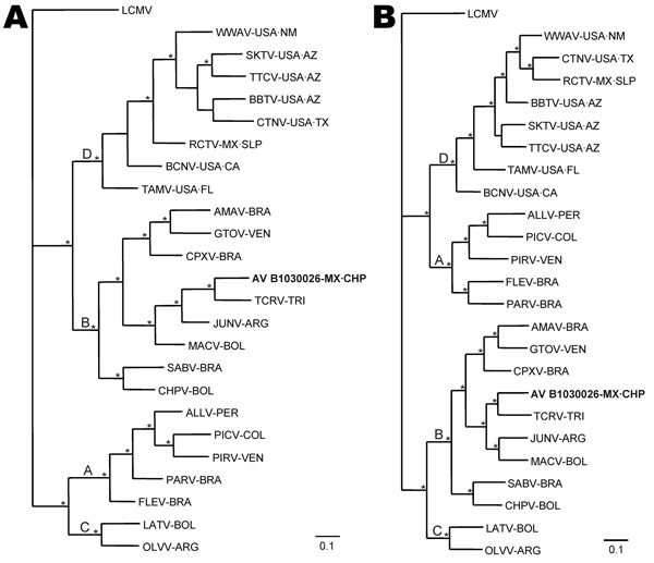 Phylogenetic relationships among Tacaribe serocomplex viruses from the United States, Mexico, and South America, as determined on the basis of Bayesian analyses of A) full-length glycoprotein precursor gene sequences and B) full-length nucleocapsid protein gene sequences. Arenavirus AV B1030026 is shown in boldface. Probability values in support of the clades were calculated a posteriori, clades with probability values &gt;0.95 were considered supported by the data (20), and asterisks at nodes i