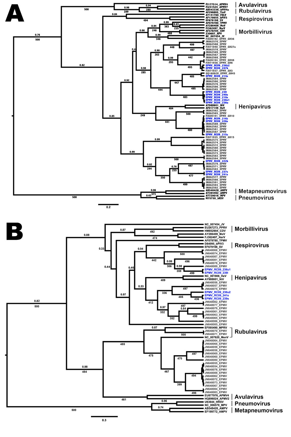 Phylogenetic trees showing the placement of Eidolon paramyxovirus (EPMV) sequences in the diversity of Paramyxoviridae, based on partial large gene sequences (384 nt and 474 nt, respectively) of the respirovirus, morbillivirus, and henipavirus fragment (A) and the Paramyxovirinae (PAR) fragment (B), Republic of Congo, 2009. EPMV sequences from Ghana are printed in gray, and novel EPMV sequences from the Republic of Congo are printed in blue. Trees were computed by using BEAST version 1.7.1 (http