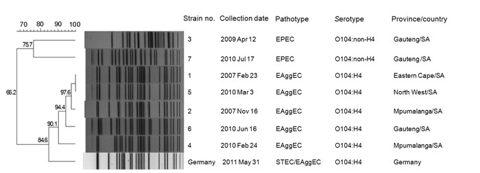 Pulsed-field gel electrophoresis profiles (XbaI digestion) of Escherichia coli O104 strains from South Africa (SA) compared with a strain from Germany. EPEC, enteropathogenic E. coli; EaggEC, enteroaggregative E. coli; STEC, Shiga toxin–producing E. coli. Scale bar and numbers along branches indicate percentage pattern similarity.