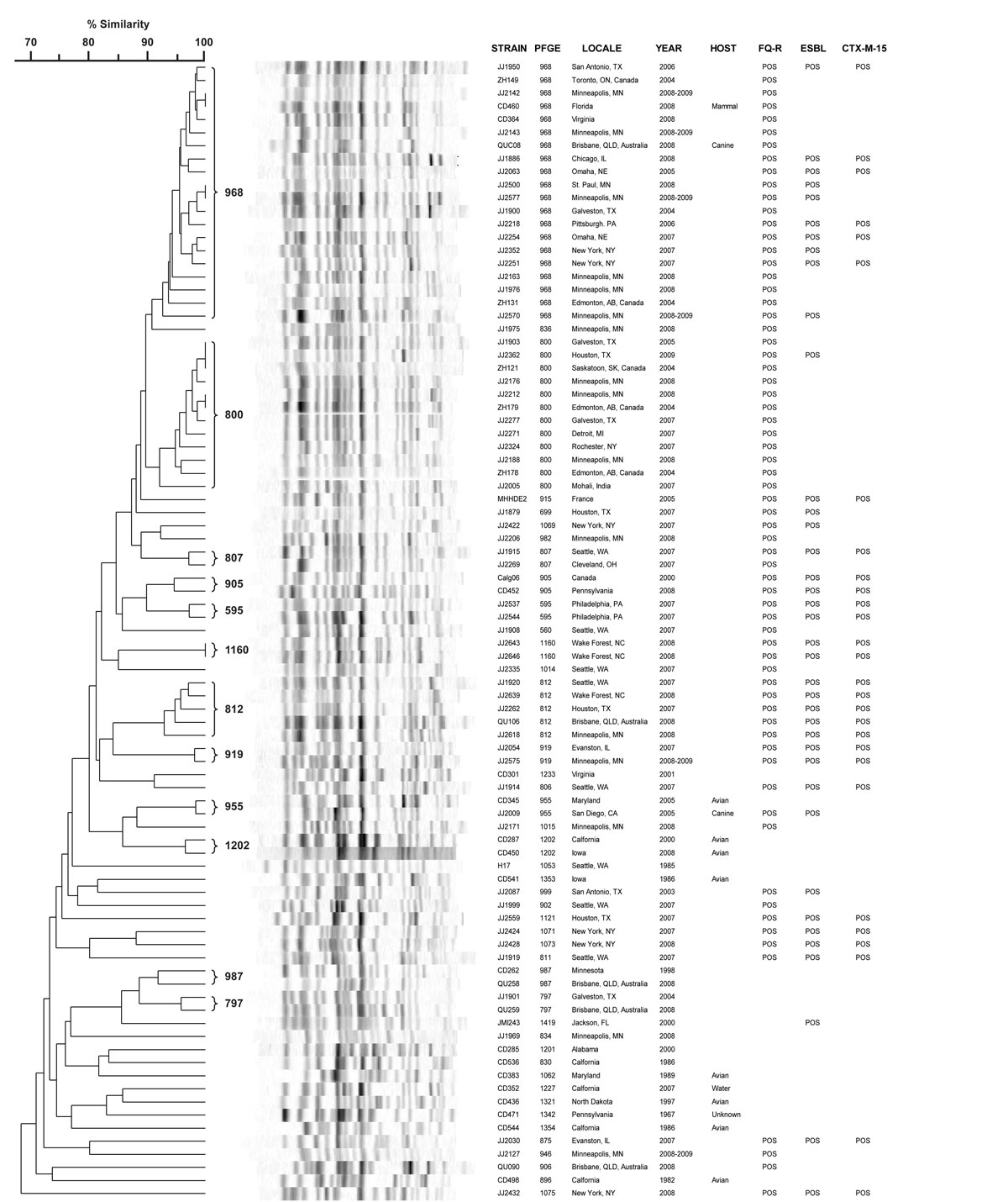 Pulsed-field gel electrophoresis profile dendrogram of 87 diverse isolates of Escherichia coli ST131. Isolates for the dendrogram, which represent a 15% subsample of the total population (n = 579), were selected randomly after deliberate inclusion of 2 representatives of each pulsotype with &gt;6 members (indicated by brackets) plus the earliest previously reported isolate (from 1985) and the earliest present isolate (from 1967). YEAR, year of isolation or submission to reference laboratory; FQ-