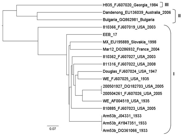 Phylogenetic tree showing genetic lymphocytic choriomeningitis virus sequences relationship within the large segment. The name of the strain is followed by GenBank accession number, country, and year of detection. Clusters grouped in brackets depict the lymphocytic choriomeningitis virus lineage. Scale bar indicates nucleotide substitutions per site.