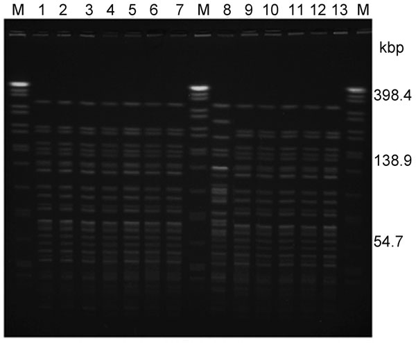 NotI-pulsed-field gel electrophoresis profiles of Vibrio cholerae isolated during the outbreak, Terengganu, Malaysia, 2009. Lane M: XbaI-digested Salmonella enterica serovar Braenderup H9812 as DNA standard; lanes 1–7 and 9–12: isolates of El Tor O1 serogroup (rectal swab); lane 8: isolate of non–O1/non–O139 serogroup (swab from ice factory); lane 13: El Tor O1 V. cholerae isolated in 2008 (Kuala Lumpur).
