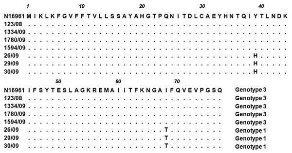Amino acid sequence alignment of the ctxB subunit of representative Vibrio cholerae isolates from the cholera outbreak, Terengganu, Malaysia, 2009. El Tor O1 N16961 (ctxB3) was used as the reference strain in the alignment. Identical amino acid residues are indicated by dots. Two genotypes (1,3) were observed in the outbreak strains.