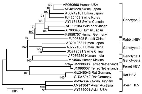 Phylogenetic tree based on the complete genomic sequences of ferret hepatitis E viruses (HEVs) and human, rabbit, swine, avian, and rat HEV strains. Names of HEV strains follow GenBank accession numbers. Sequence alignment was performed by using ClustalW in the MEGA5.0 software package (www.megasoftware.net), and the trees were constructed by using the neighbor-joining method with p-distance (gap/missing data treatment; complete deletion) and 1,000 bootstrap replicates as in MEGA version 5.0. Sc