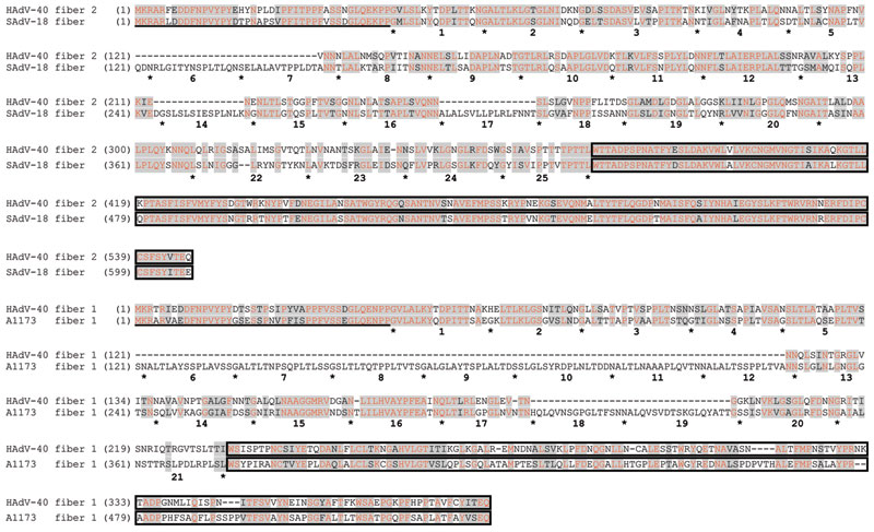 Sequence alignments of the amino acid sequences of human adenovirus (HAdV) 40 long fiber (fiber 2) with simian adenovirus (SAdV) 18 fiber (upper lines) and HAdV-40 short fiber (fiber 1) with macaque adenovirus isolate A1173 (lower lines). Gray shading indicates homologous regions, red font indicates identical residues, underlining indicates N-terminal 30 residues that constitute the tail, and boxes indicate C-terminal knob domains. Intervening shaft domains harboring varying numbers of the ≈16-r