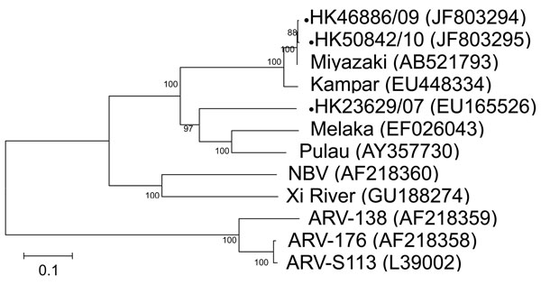 Phylogenetic tree of orthoreoviruses based on partial sequence alignment of the cell attachment protein (S1 gene segment). GenBank accession number for each sequence is in parentheses after the virus name. Numbers at nodes indicate bootstrap values based on 1,000 replicates. Dots indicate viruses isolated from 3 travelers who had returned from Indonesia to Hong Kong during 2007–2010. Scale bar indicates nucleotide substitutions per site. ARV, avian reovirus; NBV, Nelson Bay virus.