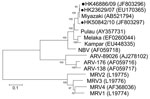Thumbnail of Phylogenetic tree of orthoreoviruses based on partial sequence alignment of the major inner capsid protein (S2 gene segment). GenBank accession number for each sequence is in parentheses after the virus name. Numbers at nodes indicate bootstrap values based on 1,000 replicates. Dots indicate viruses isolated from 3 travelers who had returned from Indonesia to Hong Kong during 2007–2010. Scale bar indicates nucleotide substitutions per site. ARV, avian reovirus; MRV, mammalian reovir