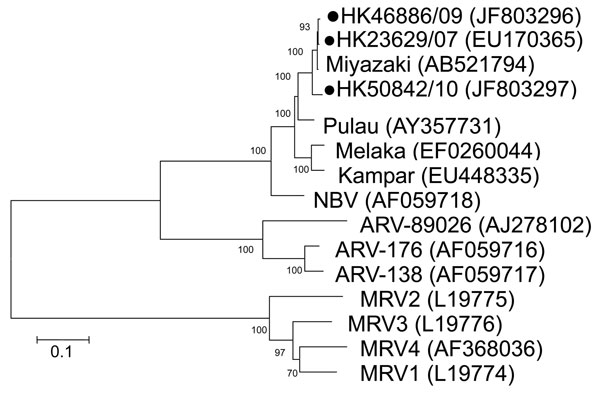 Phylogenetic tree of orthoreoviruses based on partial sequence alignment of the major inner capsid protein (S2 gene segment). GenBank accession number for each sequence is in parentheses after the virus name. Numbers at nodes indicate bootstrap values based on 1,000 replicates. Dots indicate viruses isolated from 3 travelers who had returned from Indonesia to Hong Kong during 2007–2010. Scale bar indicates nucleotide substitutions per site. ARV, avian reovirus; MRV, mammalian reovirus; NBV, Nels