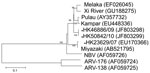 Thumbnail of Phylogenetic tree of orthoreoviruses based on partial sequence alignment of the nonstructural protein (S3 gene segment). GenBank accession number for each sequence is in parentheses after the virus name. Numbers at nodes indicate bootstrap values based on 1,000 replicates. Dots indicate viruses isolated from 3 travelers who had returned from Indonesia to Hong Kong during 2007–2010. Scale bar indicates nucleotide substitutions per site. ARV, avian reovirus; NBV, Nelson Bay virus.
