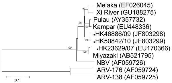 Phylogenetic tree of orthoreoviruses based on partial sequence alignment of the nonstructural protein (S3 gene segment). GenBank accession number for each sequence is in parentheses after the virus name. Numbers at nodes indicate bootstrap values based on 1,000 replicates. Dots indicate viruses isolated from 3 travelers who had returned from Indonesia to Hong Kong during 2007–2010. Scale bar indicates nucleotide substitutions per site. ARV, avian reovirus; NBV, Nelson Bay virus.