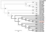 Thumbnail of Phylogenetic tree of coxsackie B viruses inferred by using neighbor-joining analysis. The tree was generated by using the Tamura-Nei distance model and 1,000 bootstrap replicates. Scale bar represents estimated phylogenetic divergence. Specific coxsackie B virus serotypes (CB1–6) and corresponding GenBank accession number are shown on the right. Poliovirus was included as an outgroup. Coxsackie virus B clade shown in boldface; the reported coxsackie B virus sequence is listed in red