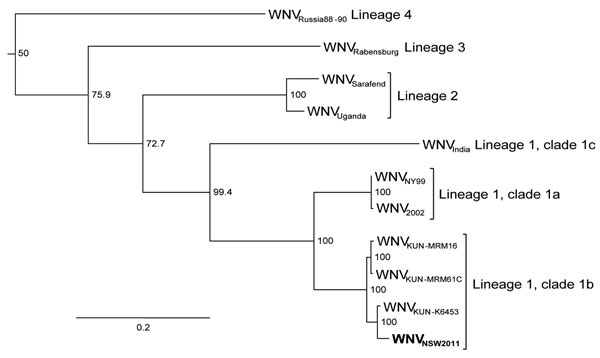 Maximum-likelihood tree based on nucleotide sequences of the complete open reading frame of genomes of West Nile virus (WNV) NSW2011 (boldface) and representative strains of WNV from the different lineages and clades. All published complete Kunjin (KUN) virus sequences are included. Bootstrap values are shown on the nodes and are expressed as a percentage of 1,000 replicates. Sequences downloaded from GenBank were WNVRussia88–90, AY277251; WNVRabensburg, AY765264; WNVSarafend, AY688948; WNVUgand