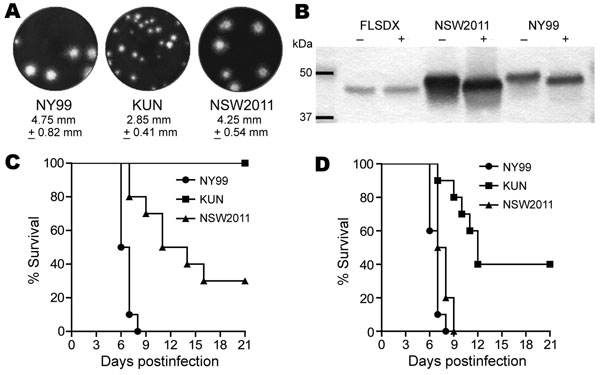 Studies of West Nile virus (WNV) properties in cell cultures and mice. A) Plaque morphology of WNVNY99, prototype WNVKUN, and WNVNSW2011 in Vero cells. Cells in 6-well plates were infected with specified virus and overlaid with 0.75% low melting point agarose in Dulbecco modified minimum essential medium (Life Technologies, Carlsbad, CA, USA) containing 2% fetal bovine serum. Four days after infection, the cells were fixed with 4% formaldehyde and stained with 0.2% crystal violet. B) Assessment 