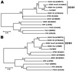 Thumbnail of Molecular phylogenetic analysis of small (S) and medium (M) gene segments. Consensus neighbor-joining phylogenetic tree (Tamura-Nei 93 evolutionary model) of hantavirus strains was constructed as described (9) based on partial sequences of the S (panel A) and M segment (panel B). Bootstrap values &gt;70%, calculated from 10,000 replicates, are shown at the tree branches. Sequences taken from GenBank are indicated by their accession numbers. SAAV Est, Saaremaa virus from Estonia; DOB