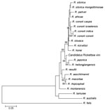 Thumbnail of The phylogenetic position of Candidatus Rickettsia vini based on the ompA nucleotide sequences in a study of the role of birds in dispersal of etiologic agents of tick-borne zoonoses, Spain, 2009. The evolutionary history was inferred by using the neighbor-joining method. The optimal tree with the sum of branch length = 1.09961140 is shown. The percentage of replicate trees in which the associated taxa clustered in the bootstrap test (1,000 replicates) is shown next to the branches.
