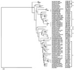 Thumbnail of Phylogenetic tree constructed with the Bionumerics version 6 software (Applied Maths, Kortrijk, Belgium) by the neighbor-joining method on the basis of partial nucleotide sequences of open reading frame 2, with avian hepatitis E virus as an outgroup (GenBank accession no. AY043166). Samples are from Italy and Spain, 2010. Bootstrap values of &gt;60% are indicated. ● indicates sequences from Spain; ◉ indicates sequences from Italy. Subtypes of genotype 3 HEV strains are indicated. Sc