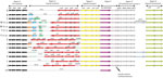 Thumbnail of Genetic organization of the cps locus among Neisseria meningitidis serogroups A (N. meningitidis Z2491); B (N. meningitidis H44/76); C (N. meningitidis FAM18, 053442, and 29013); W α275 (clonal complex sequence type [ST] 22); W WUE171 (clonal complex ST-11); Y α162 (clonal complex ST-11); Y WUE172 (ST-23); E (N. meningitidis α707); H (N. meningitidis 29031); I (N. meningitidis 29043); K (N. meningitidis 29046); L (N. meningitidis WUE3608); X (N. meningitidis α388); and Z (N. meningi