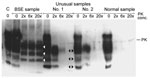 Thumbnail of Western blot analysis of proteinase K (PK) digested brain stem samples with increasing concentrations of PK (relative to concentration used in the Prionics Check WESTERN (Prionics, Zurich, Switzerland). C, kit control, normal bovine brain homogenate; BSE, bovine spongiform encephalopathy sample from cow from Switzerland; unusual samples 1 and 2 and normal sample are from New Zealand cattle and had been confirmed as negative by several test methods (see text). Unusual samples 1 and 2