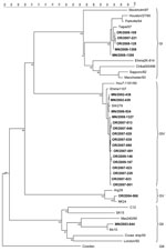 Thumbnail of Phylogenetic tree of sapovirus sequences from outbreaks of acute gastroenteritis reported to state public health departments in Oregon and Minnesota, 2002–2009, on the basis of partial capsid nucleotide sequences. Reference strains [GenBank accession numbers] include Sapporo/1982/JP [U65427], Parkville/1994/US[U73124], Stockholm318/1997/SE [AF194182], Chiba000496/2000/JP [AJ606693], Ehime2K-814/2000/JP [AJ606698], London/1992/U K[U95645], Mex340/1990/MX [AF435812], cruise ship/2000/