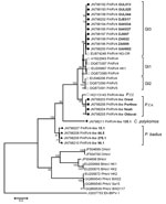 Thumbnail of Phylogenetic tree of near full-length and partial sequences (open reading frame 2) of parvovirus 4 (PARV4), PARV4-like viruses, and Hong Kong virus (HoV) created by using MEGA5.05 (www.megasoftware.net) with the maximum likelihood-method (GTR+G+I) and bootstrap analysis of 1,000 resamplings. Sequence origin was indicated as follows: circle, from humans; square, from chimpanzees; triangle, from red colobus monkeys; and tetragon, from black-and-white colobus monkeys. New sequences fro
