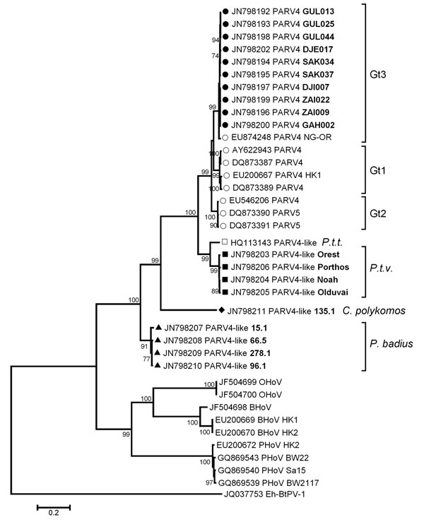Phylogenetic tree of near full-length and partial sequences (open reading frame 2) of parvovirus 4 (PARV4), PARV4-like viruses, and Hong Kong virus (HoV) created by using MEGA5.05 (www.megasoftware.net) with the maximum likelihood-method (GTR+G+I) and bootstrap analysis of 1,000 resamplings. Sequence origin was indicated as follows: circle, from humans; square, from chimpanzees; triangle, from red colobus monkeys; and tetragon, from black-and-white colobus monkeys. New sequences from Côte d’Ivoi