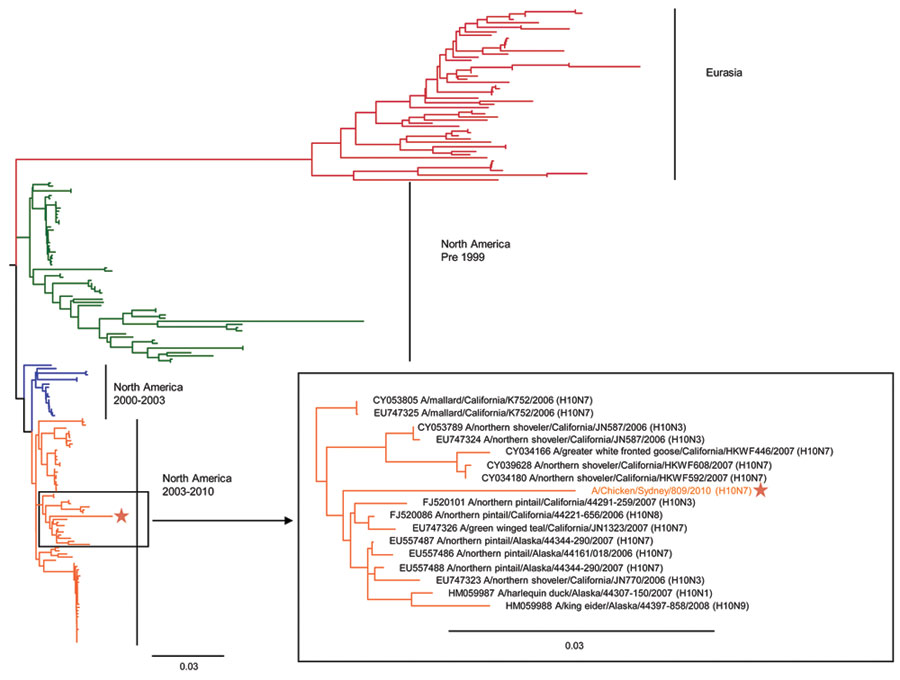 Phylogenetic analysis of avian influenza subtype H10 hemagglutinin (HA) sequences. HA sequences of all subtype H10 viruses deposited in GenBank were downloaded, and a neighbor-joining tree was created by using Jukes-Cantor as the genetic distance model on Geneious 5.14 software (Biomatters Ltd, Auckland, New Zealand) and a phylogenetic tree drawn by using FigTree version 1.3.1 (http://tree.bio.ed.ac.uk/software/figtree/). A representative HA sequence from the subtype H10N7 viruses detected from 
