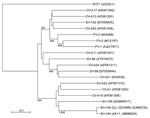 Thumbnail of Phylogenetic tree of human enterovirus C and viral protein (VP) 1 sequences constructed by using the neighbor-joining method. Complete VP1 gene sequences in enterovirus (EV) 104 (888 nt, corresponding to nt 2461–3348 of novel strain AK11) and other human enterovirus C viruses were aligned by using ClustalX version 2 (www.clustal.org). Sequences in EV-95, EV-105, EV-113, and EV-116 were not available from the database. Genetic distances between sequences were calculated by using the 