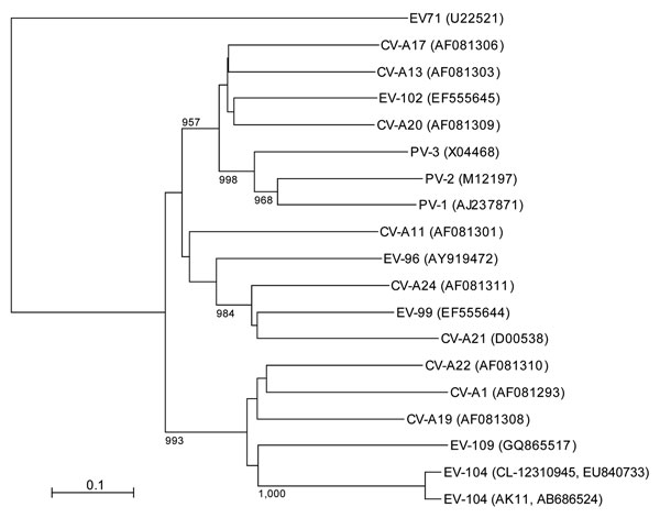 Phylogenetic tree of human enterovirus C and viral protein (VP) 1 sequences constructed by using the neighbor-joining method. Complete VP1 gene sequences in enterovirus (EV) 104 (888 nt, corresponding to nt 2461–3348 of novel strain AK11) and other human enterovirus C viruses were aligned by using ClustalX version 2 (www.clustal.org). Sequences in EV-95, EV-105, EV-113, and EV-116 were not available from the database. Genetic distances between sequences were calculated by using the Kimura 2-para