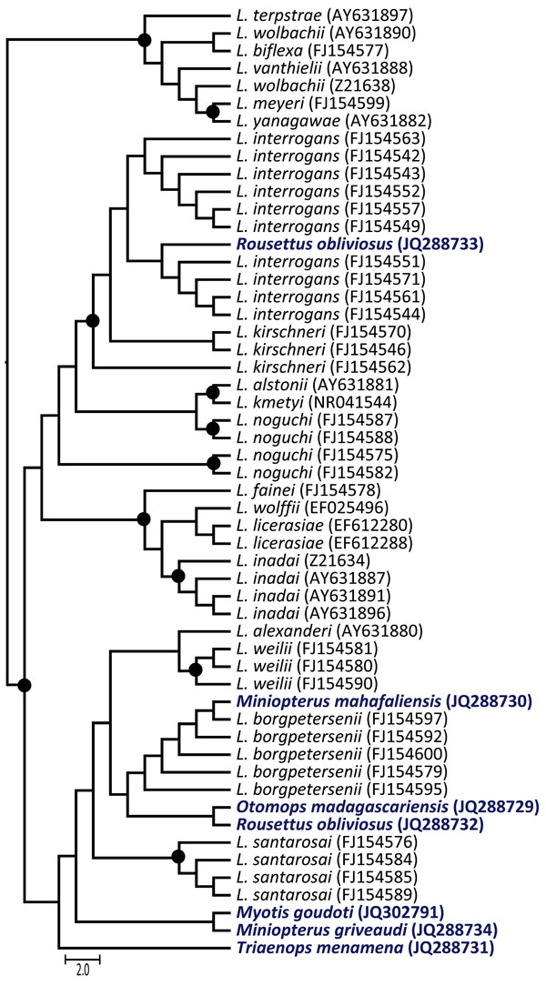 Maximum-likelihood phylogenetic tree of Leptospira spp.16s rDNA in bats from Madagascar and the Union of the Comoros. The dendrogram was constructed with a fragment of 641 bp, with the TIMef+I+G substitution model, and with 1,000 replications. Only bootstrap supports &gt;70% are shown (circles). The precise geographic information of the sampled bats can be accessed through the GenBank accession numbers indicated in parentheses at branch tips. Host bat species for the sequences generated in this 