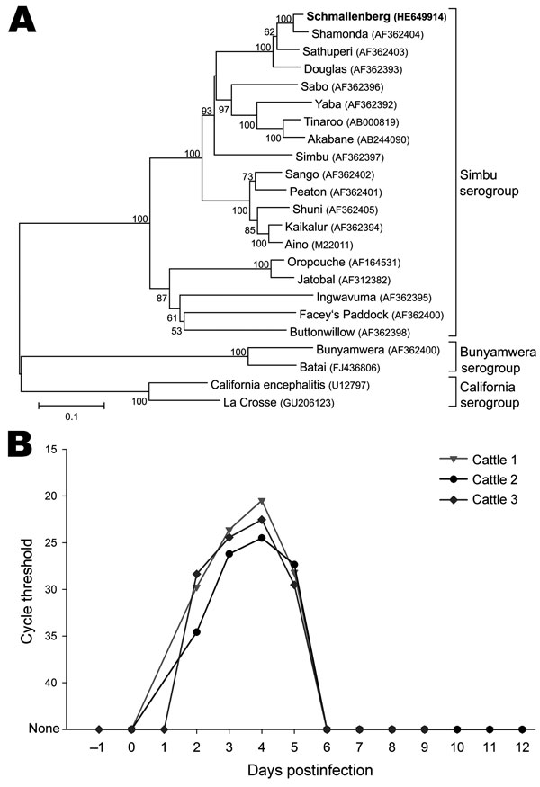 A) Phylogenetic relationship between Schmallenberg virus and orthobunyaviruses of the Simbu, Bunyamwera, and California serogroups. International Nucleotide Sequence Database Collaboration accession numbers of the sequences in the analysis are indicated in the tree. The neighbor-joining tree is based on the nucleocapsid gene of the small segment (702 nt). Numbers at nodes represent the percentage of 1,000 bootstrap replicates (values &lt;50 are not shown). Scale bar indicates the estimated numbe