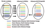 Thumbnail of Derivation of genes segments of novel influenza A(H3N2) viruses isolated from humans, United States, 1990–2011. TR-SIV, triple reassortant swine influenza virus.