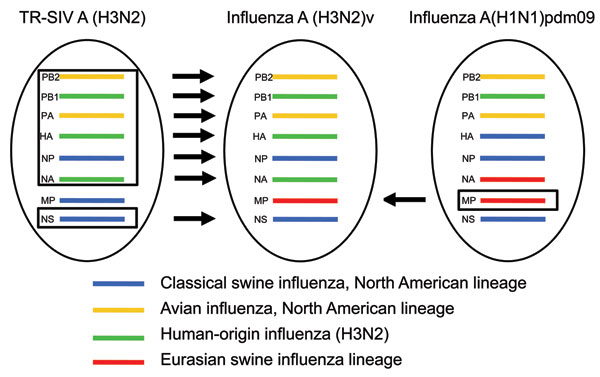 Derivation of genes segments of novel influenza A(H3N2) viruses isolated from humans, United States, 1990–2011. TR-SIV, triple reassortant swine influenza virus.
