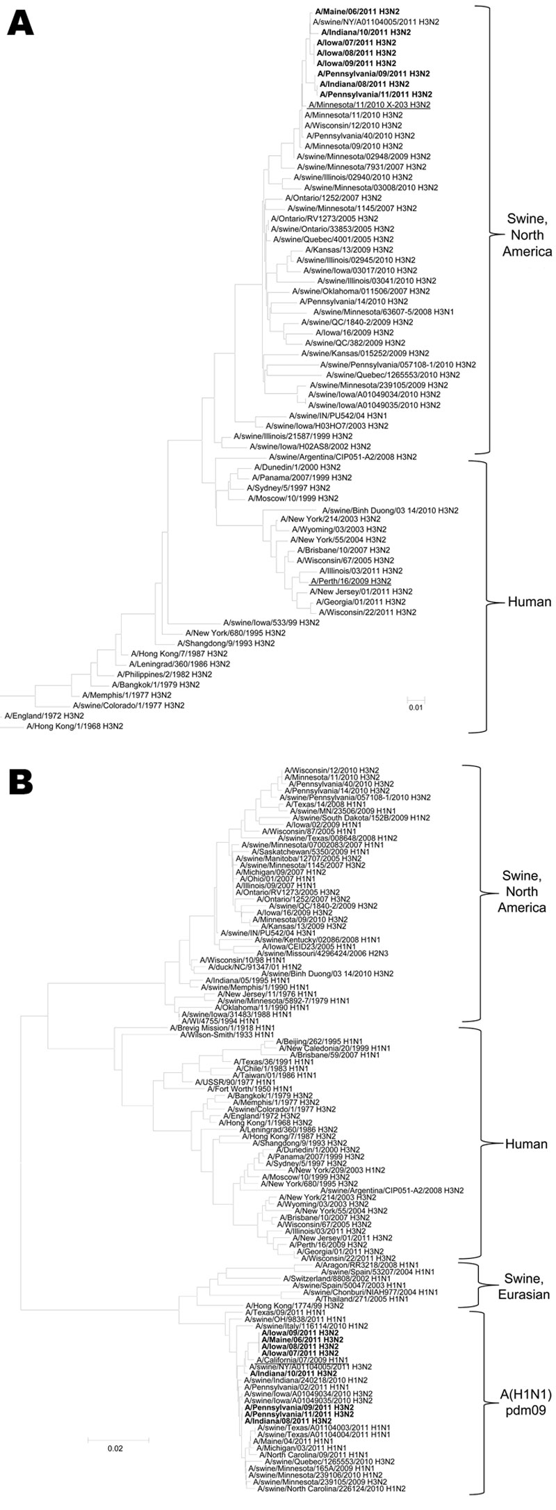 Phylogenetic analysis of the A) hemagglutinin and B) matrix genes of influenza A(H3N2)v viruses. Sequences obtained from human A(H3N2)v isolates in the United States during 2011 are shown in boldface; sequences of proposed vaccine virus are underlined. Scale bars indicate number of base substitutions per site.