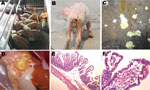 Thumbnail of Clinical features of pigs infected with porcine epidemic diarrhea virus from pig farms in the People’s Republic of China, 2011. A) Litter of pigs infected with this virus, showing watery diarrhea and emaciated bodies. B) A representative emaciated piglet with yellow, water-like feces. C) Yellow and white vomitus from a representative sucking piglet. D) Thin-walled intestinal structure with light yellow water-like content. E) Congestion in the small intestinal wall and intestinal vil