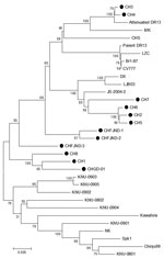 Thumbnail of Phylogenetic trees of porcine epidemic diarrhea virus (PEDV) strains generated by the neighbor-joining method with nucleotide sequences of the full-length spike genes. Bootstrapping with 1,000 replicates was performed to determine the percentage reliability for each internal node. Horizontal branch lengths are proportional to genetic distances between PEDV strains. Black circles indicate PEDV field isolates from the 2011 outbreak in China. Scale bar indicates nucleotide substitution