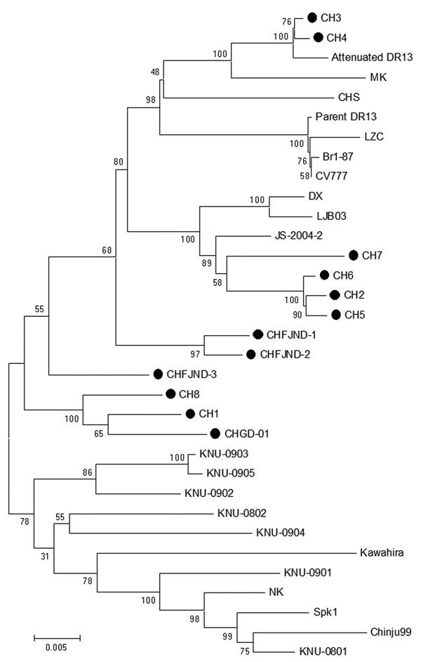 Phylogenetic trees of porcine epidemic diarrhea virus (PEDV) strains generated by the neighbor-joining method with nucleotide sequences of the full-length spike genes. Bootstrapping with 1,000 replicates was performed to determine the percentage reliability for each internal node. Horizontal branch lengths are proportional to genetic distances between PEDV strains. Black circles indicate PEDV field isolates from the 2011 outbreak in China. Scale bar indicates nucleotide substitutions per site.