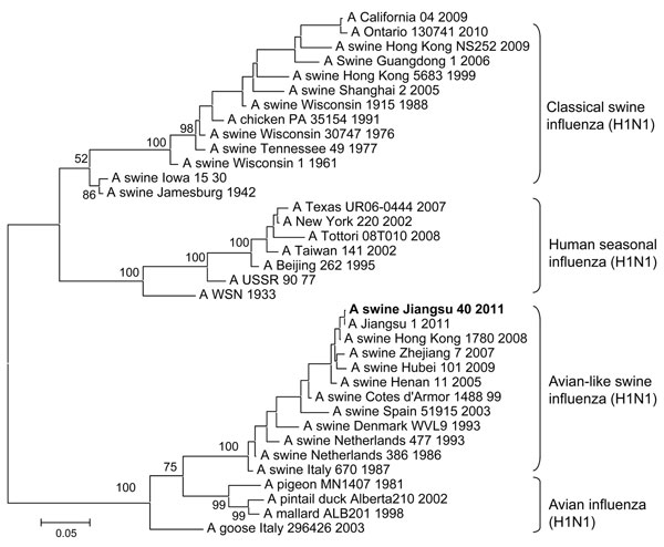 Phylogenetic tree of selected swine, human, and avian H1 hemagglutinin 1 sequences. An unrooted phylogenetic tree was generated by the distance-based maximum-likelihood method by using MEGA5 software (www.megasoftware.net). Bootstrap values were calculated on the basis of 1,000 replications; A/swine/Jiangsu/40/2011 is in boldface.